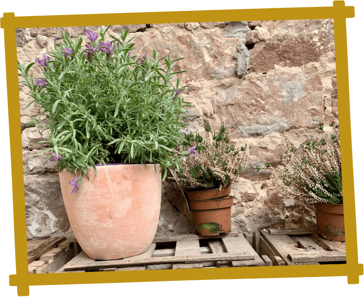 alt|Zwei Blumentöpfe mit Lavendel und Heidekraut auf einer Holzpalette vor einer Natursteinwand