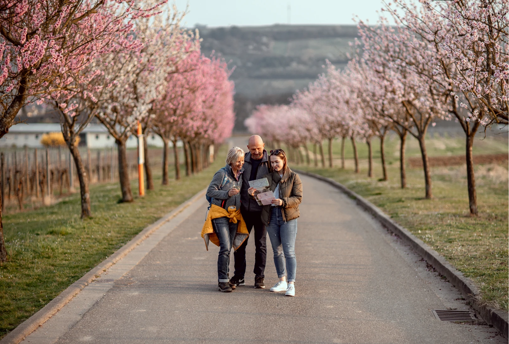 Wanderung zur Mandelblüte in der Pfalz