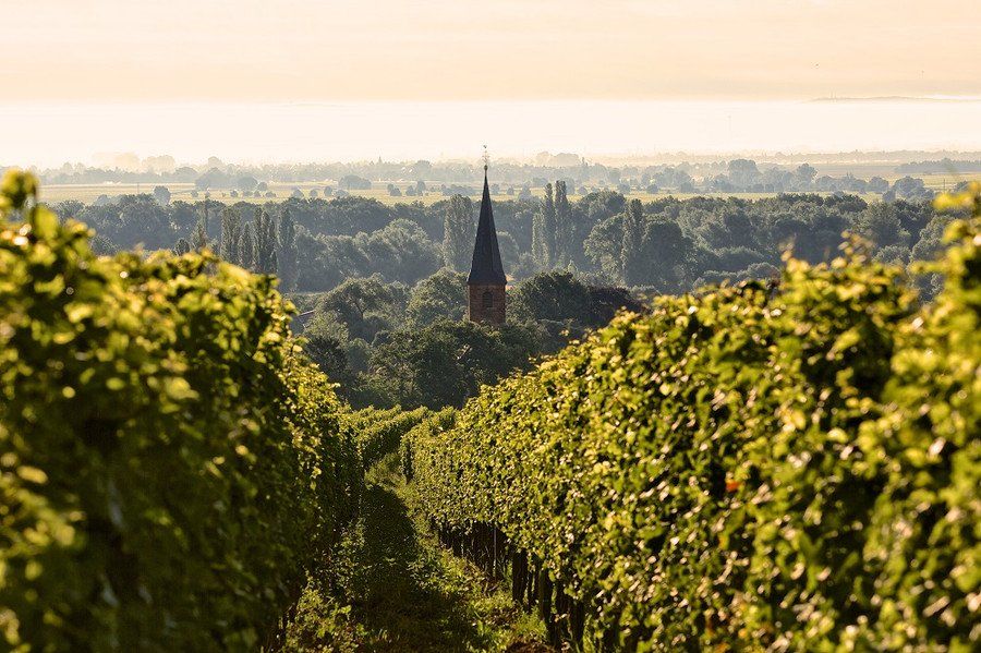 Blick über Reihen von Weinreben auf einen Kirchturm in einer bewaldeten Landschaft